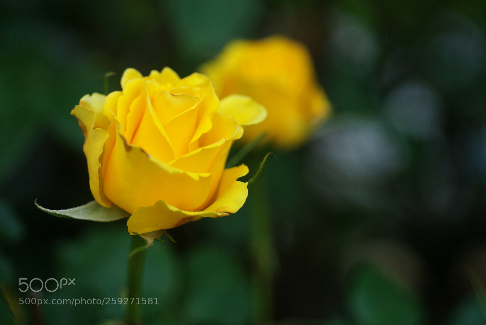 Nikon D200 sample photo. Rose. yellow  photography