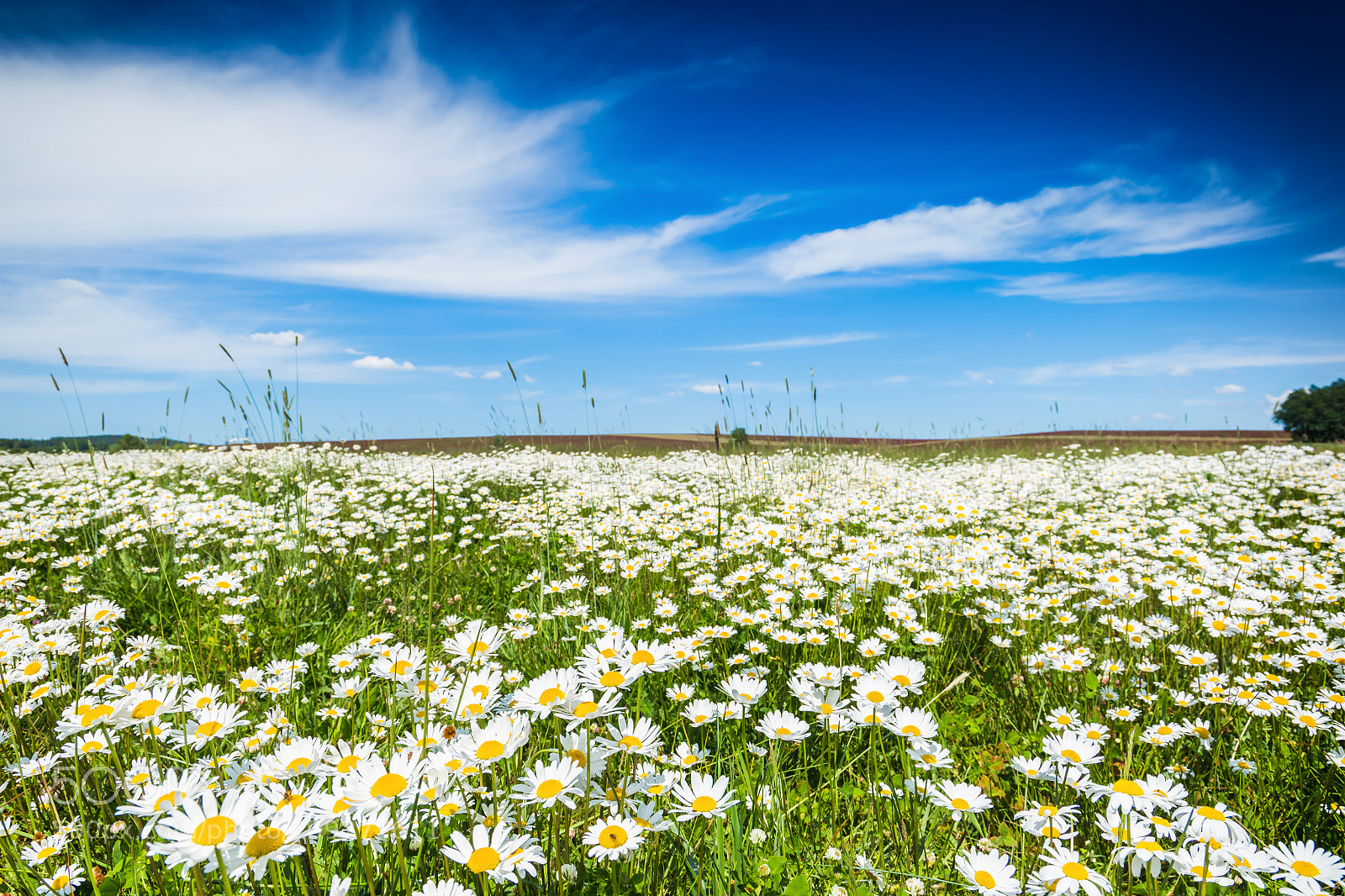 Canon EOS 6D sample photo. Chamomile field in summer photography