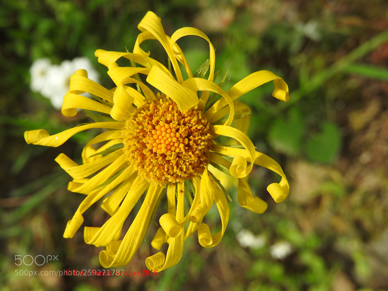 Nikon Coolpix P610 sample photo. Arruffati photography
