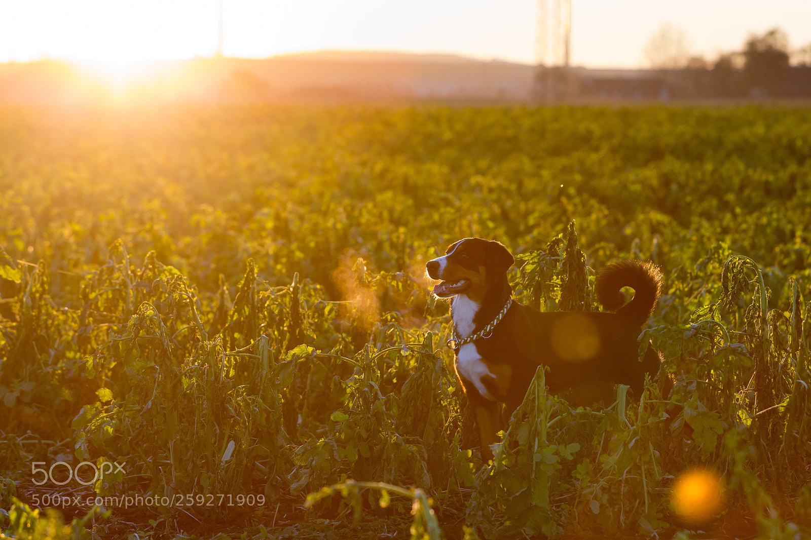 Canon EOS 6D sample photo. Morning walk photography