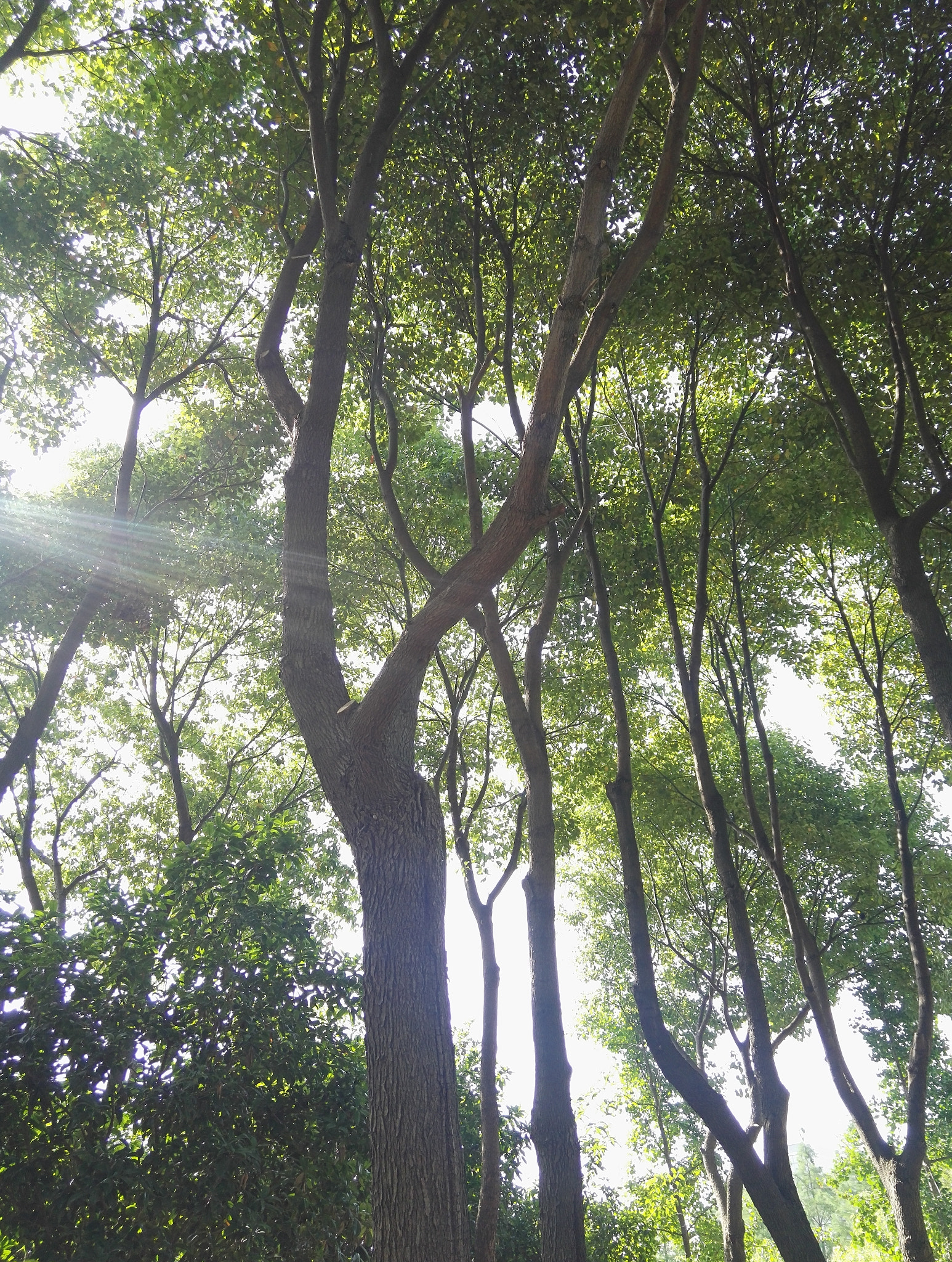 HUAWEI Honor 7 sample photo