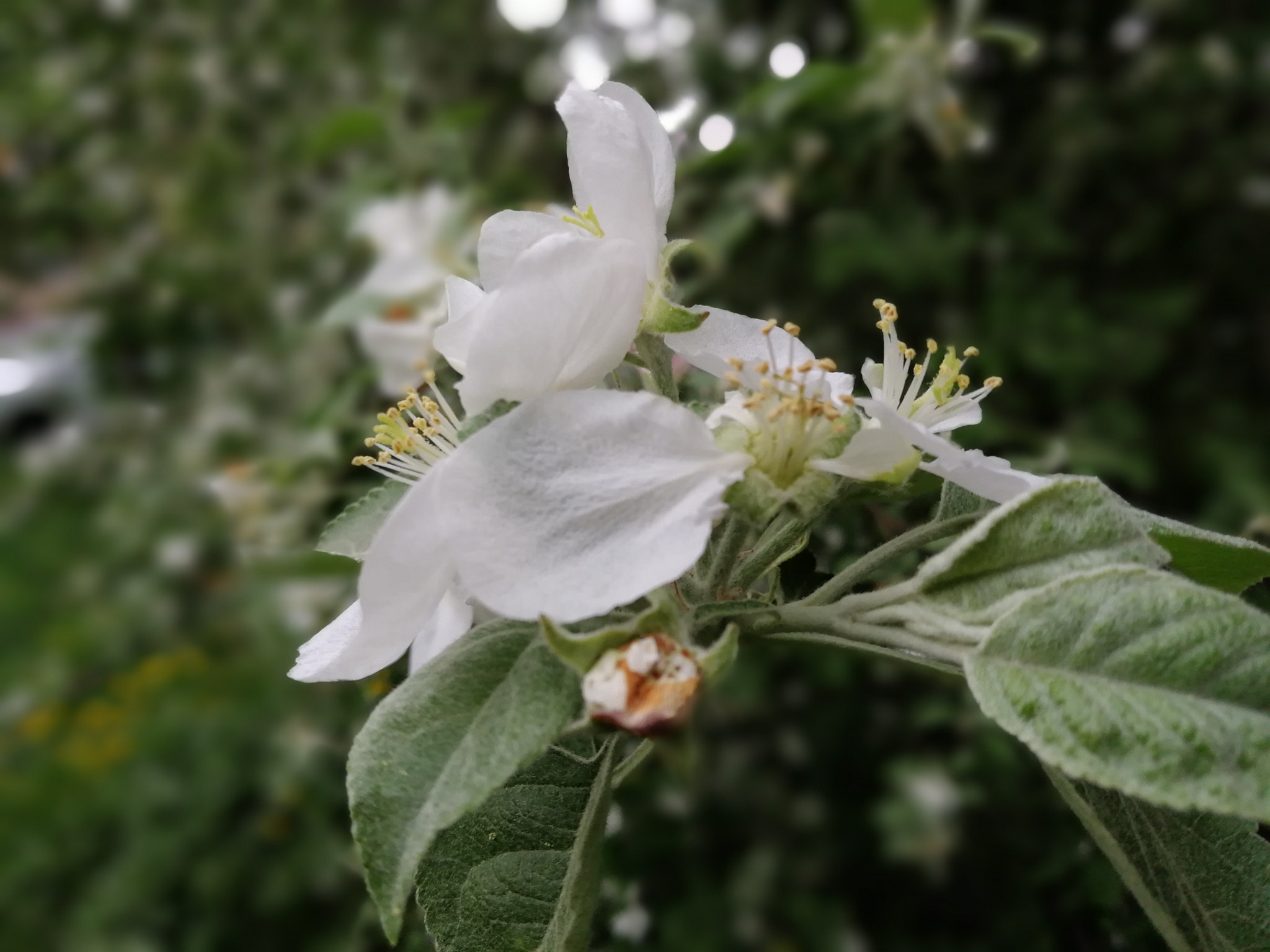 HUAWEI Honor 8 Pro sample photo. Apple tree in bloom photography