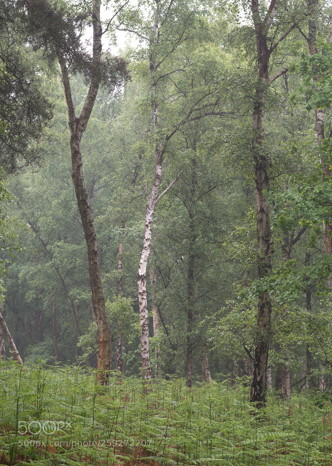 Nikon D850 sample photo. Wet but misty photography
