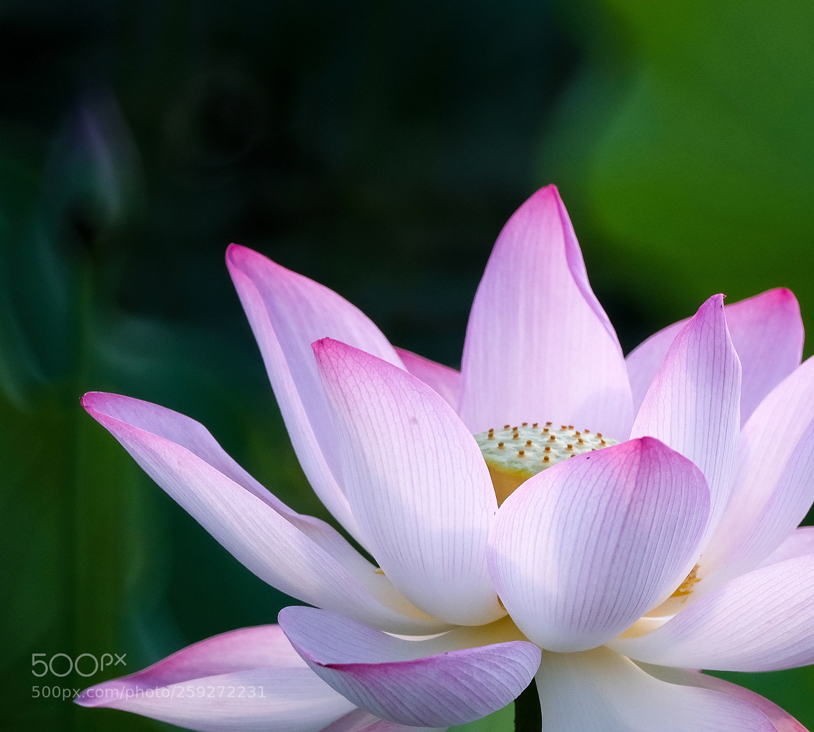 Fujifilm X-H1 sample photo. White lotus photography