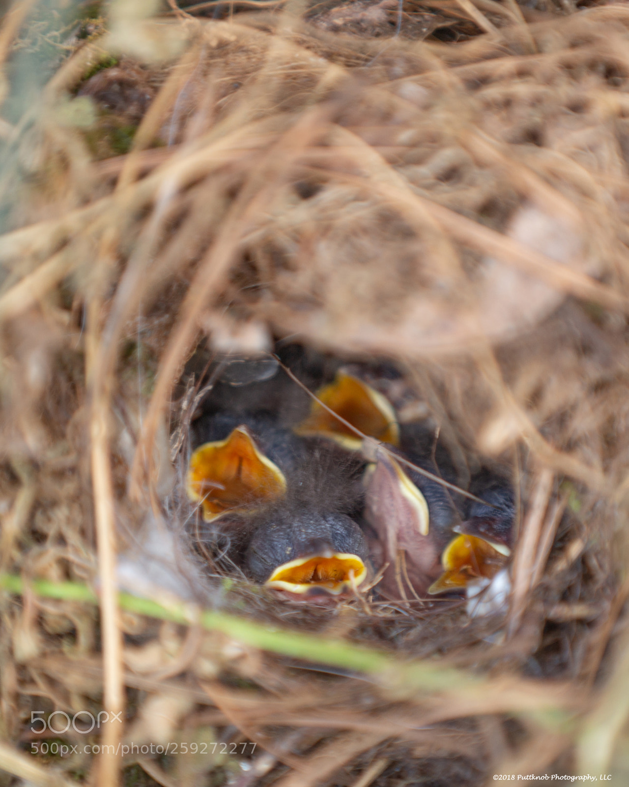 Canon EOS 6D sample photo. Feed me!! photography