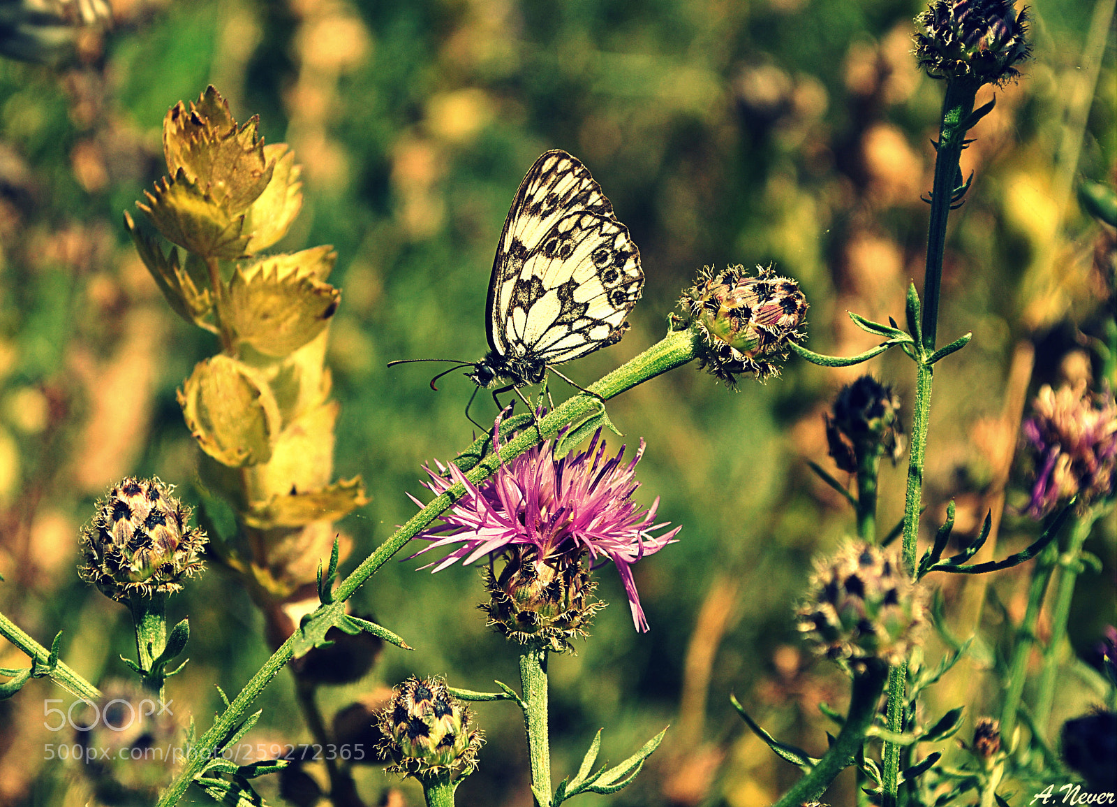 Nikon D3000 sample photo. Butterfly photography