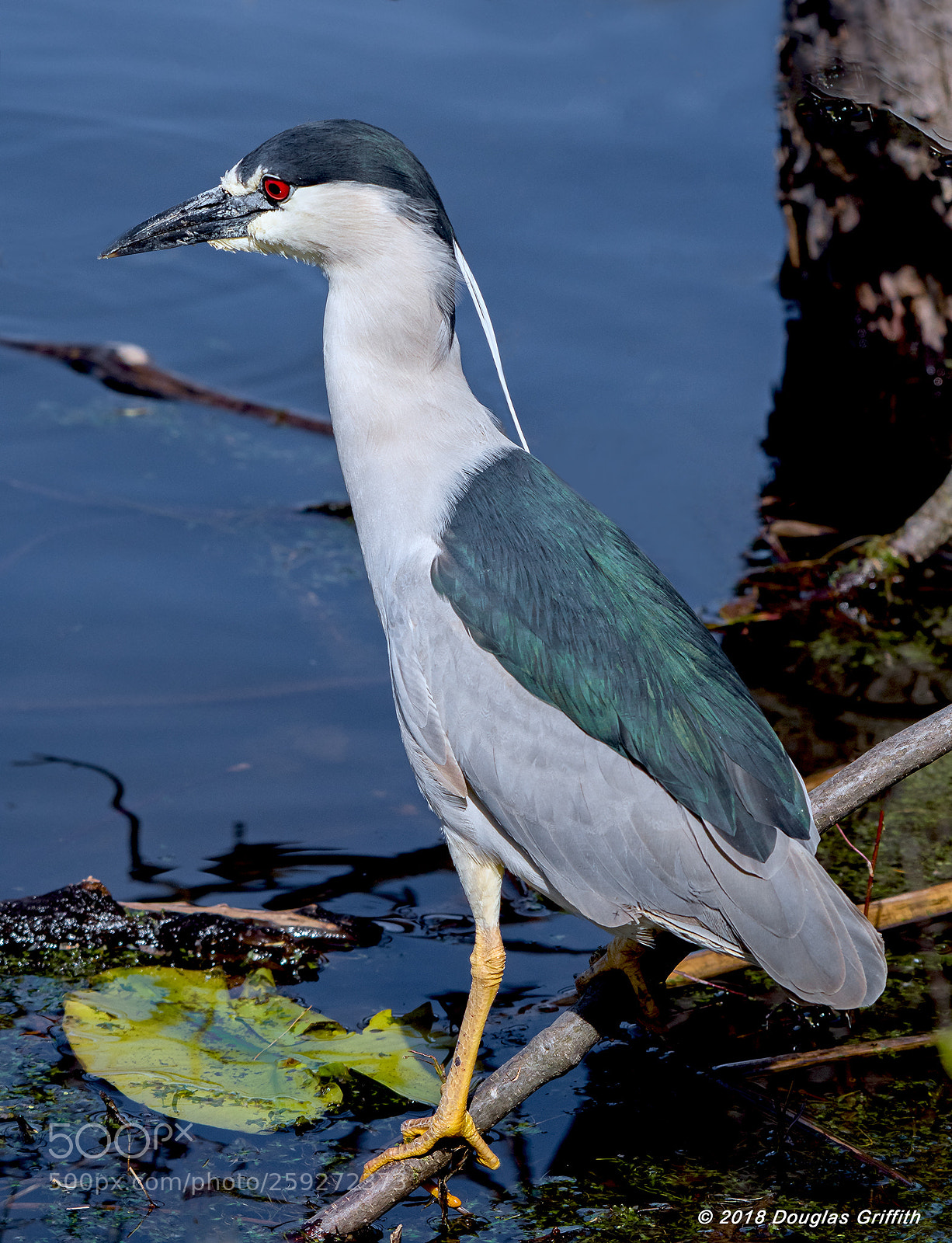 Nikon D500 sample photo. Black-crowned night heron nycticorax photography