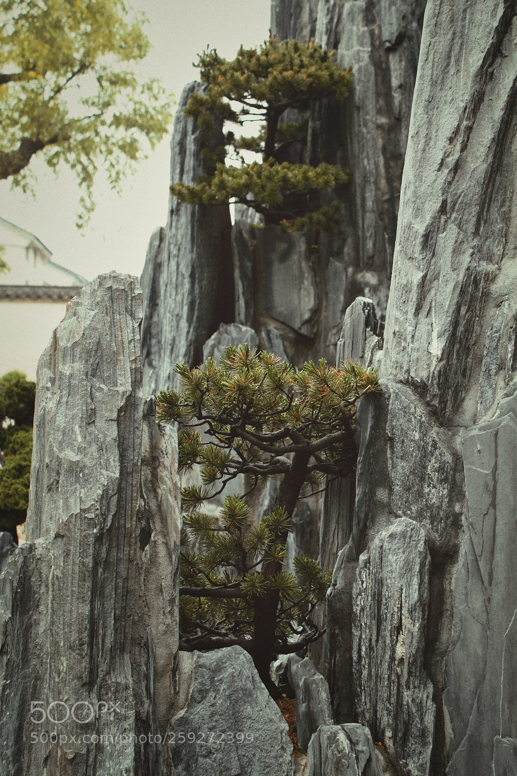 Canon EOS 500D (EOS Rebel T1i / EOS Kiss X3) sample photo. Bonsai garden, china photography