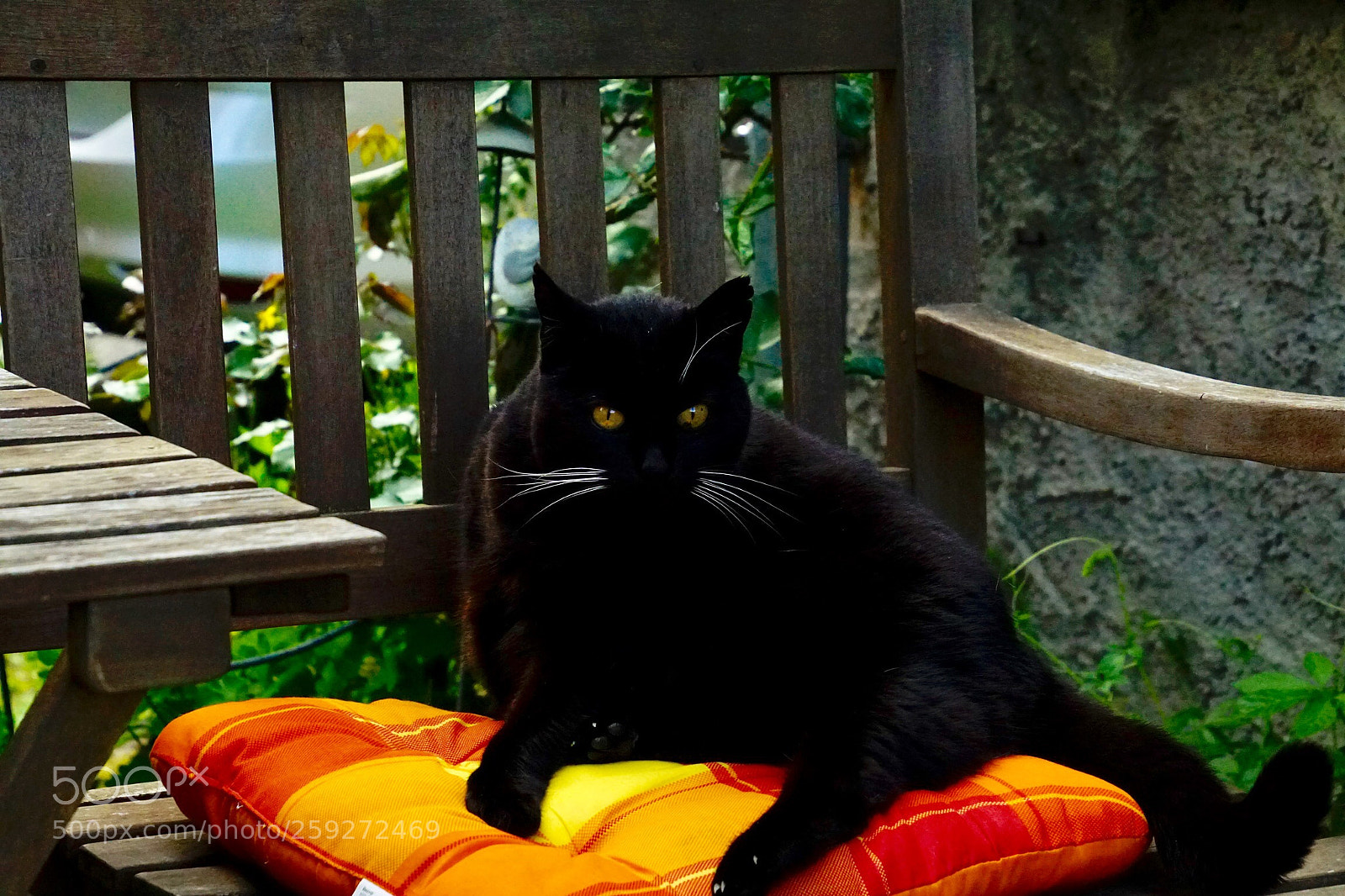 Sony ILCA-77M2 sample photo. Pepper photography