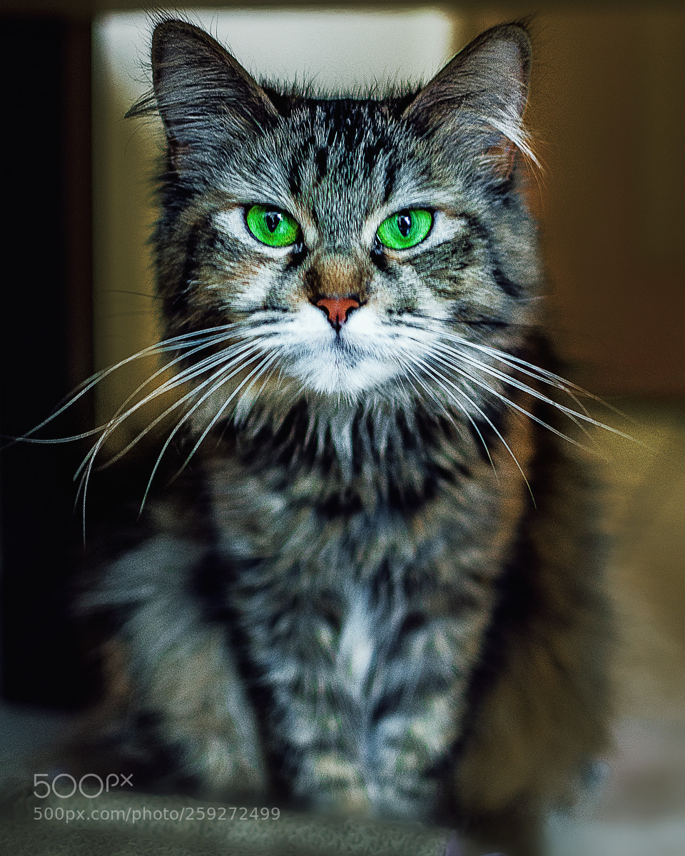 Nikon D7100 sample photo. Forest cat photography