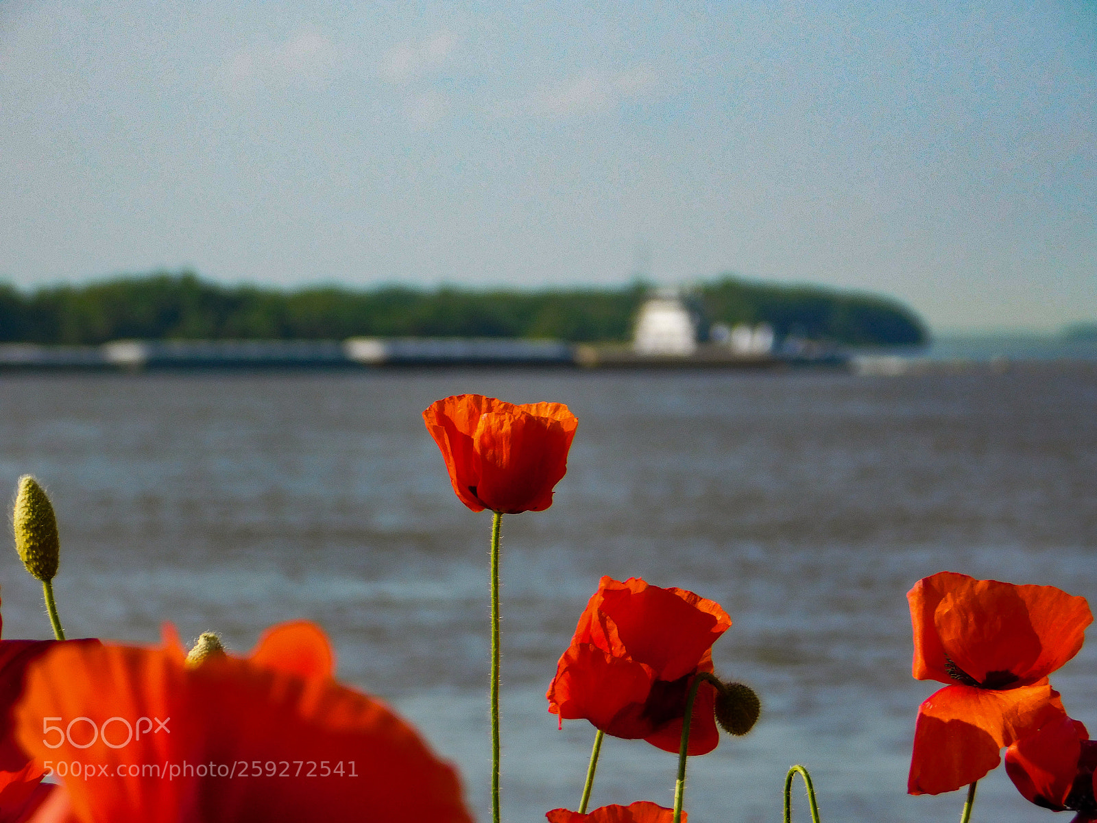 Nikon Coolpix B500 sample photo. Poppies on the mississippi photography