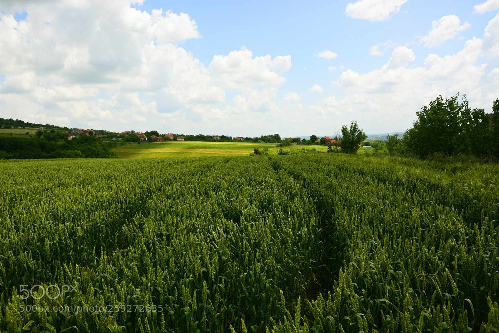 Nikon D7100 sample photo. Field grain photography