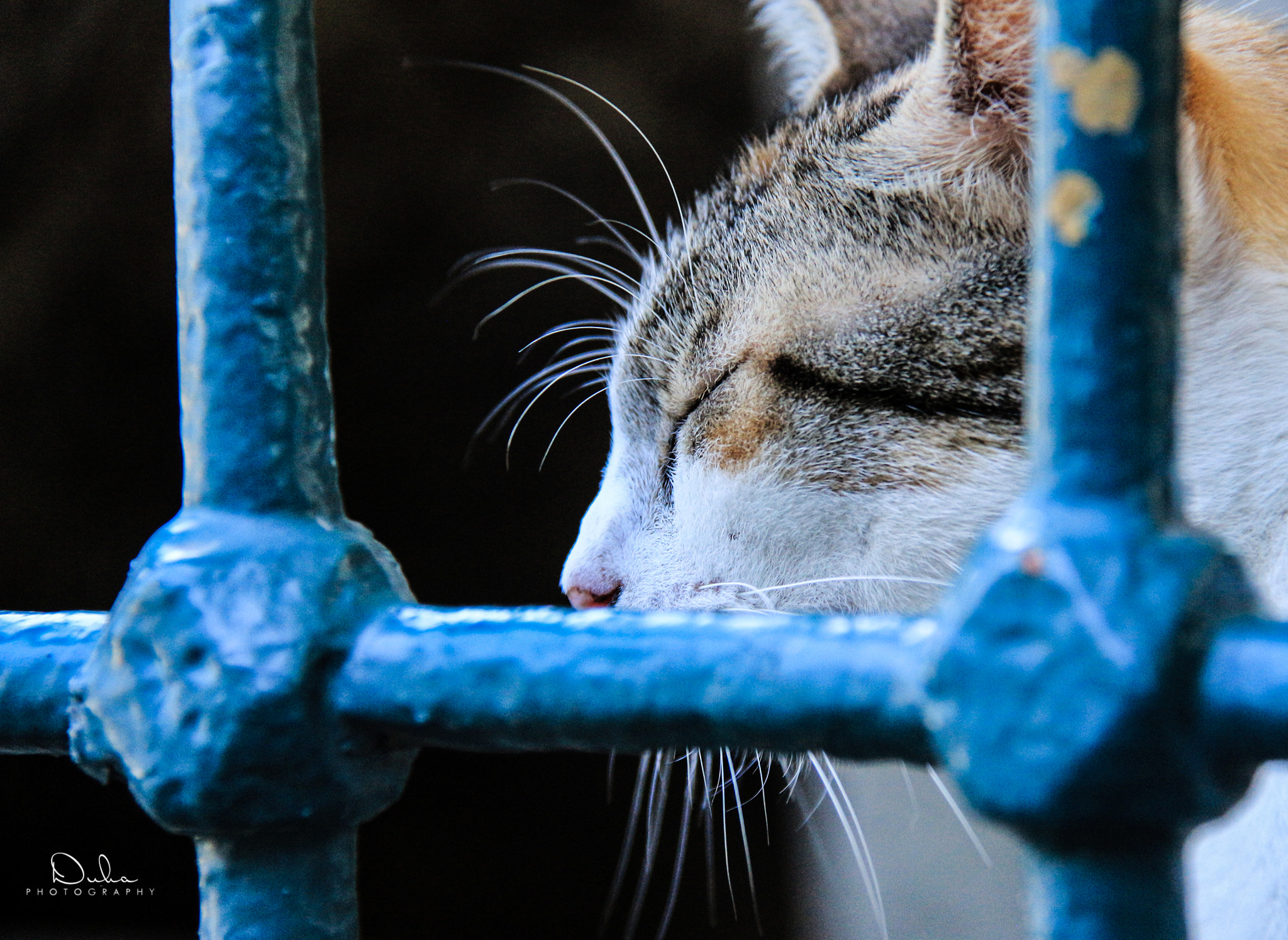 Canon EOS 650D (EOS Rebel T4i / EOS Kiss X6i) sample photo. About to cry photography