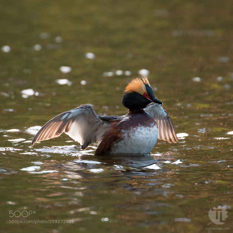 Canon EOS 70D sample photo. Horned grebe photography