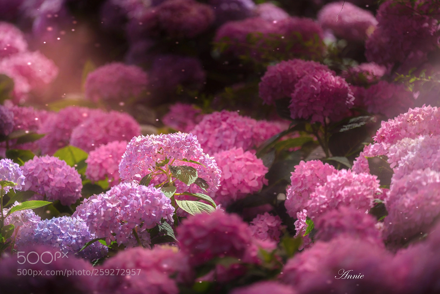 Sony a7R II sample photo. Hydrangea macrophylla photography