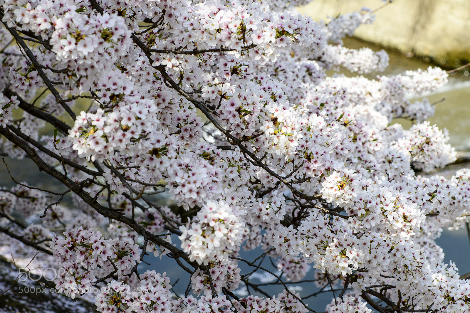 Nikon D850 sample photo. Sakura full blooming photography