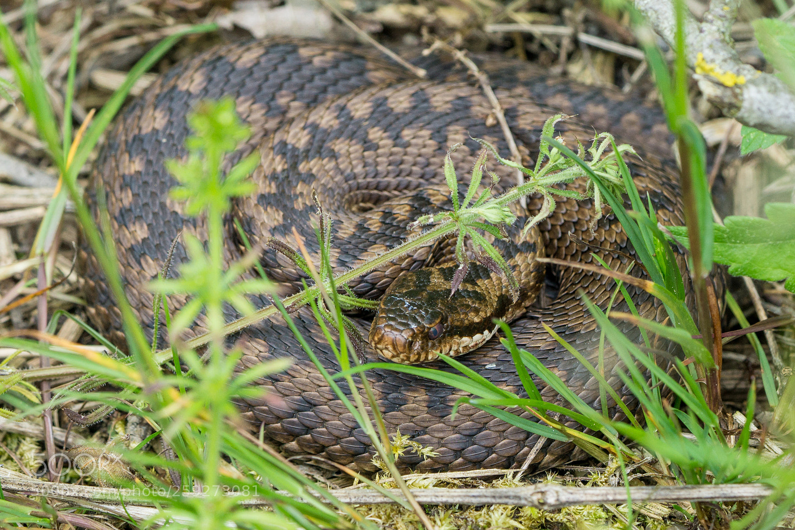Sony a6000 sample photo. Poison snake in nature photography