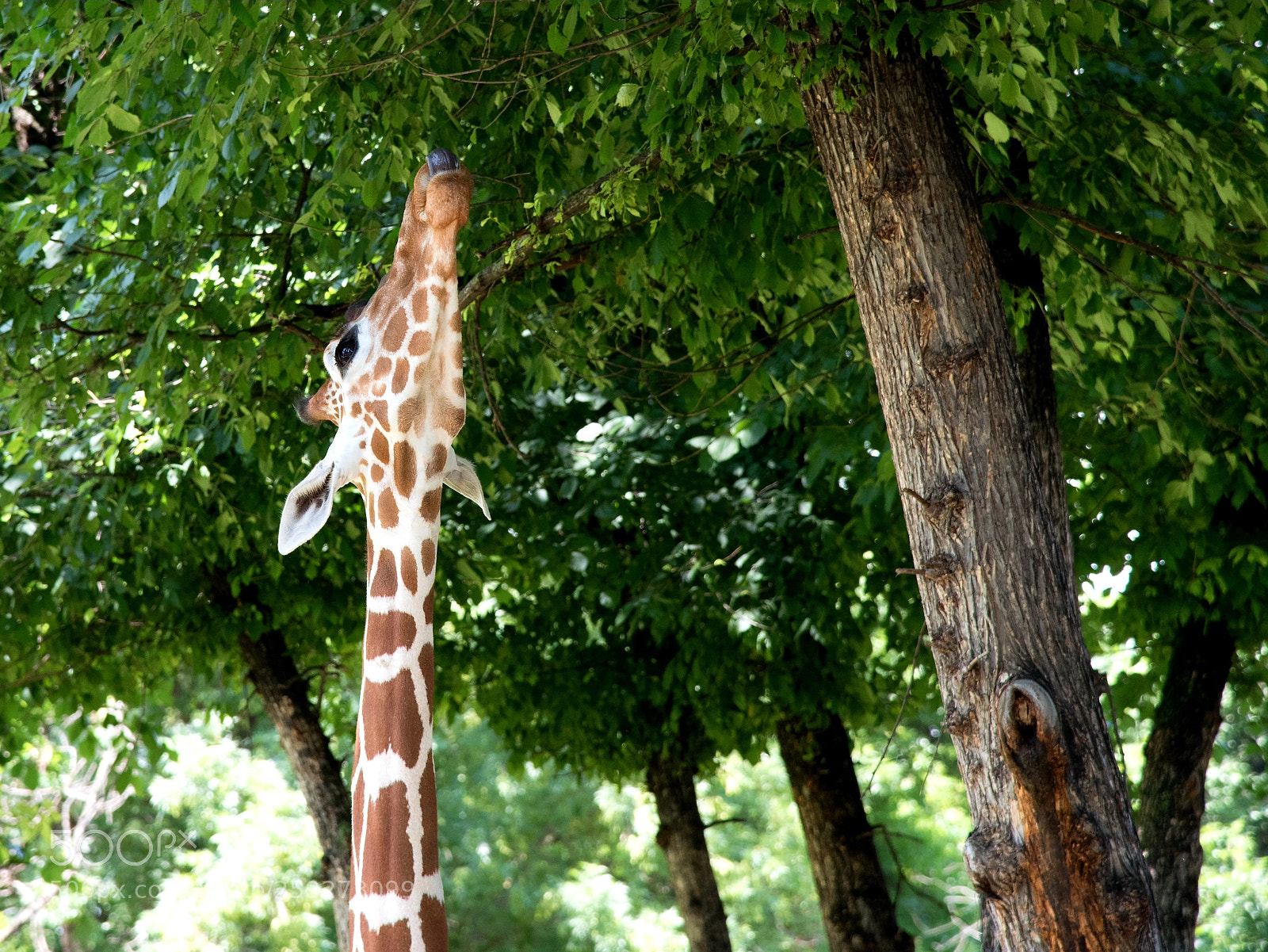 Nikon D750 sample photo. Tree... and a giraffe photography