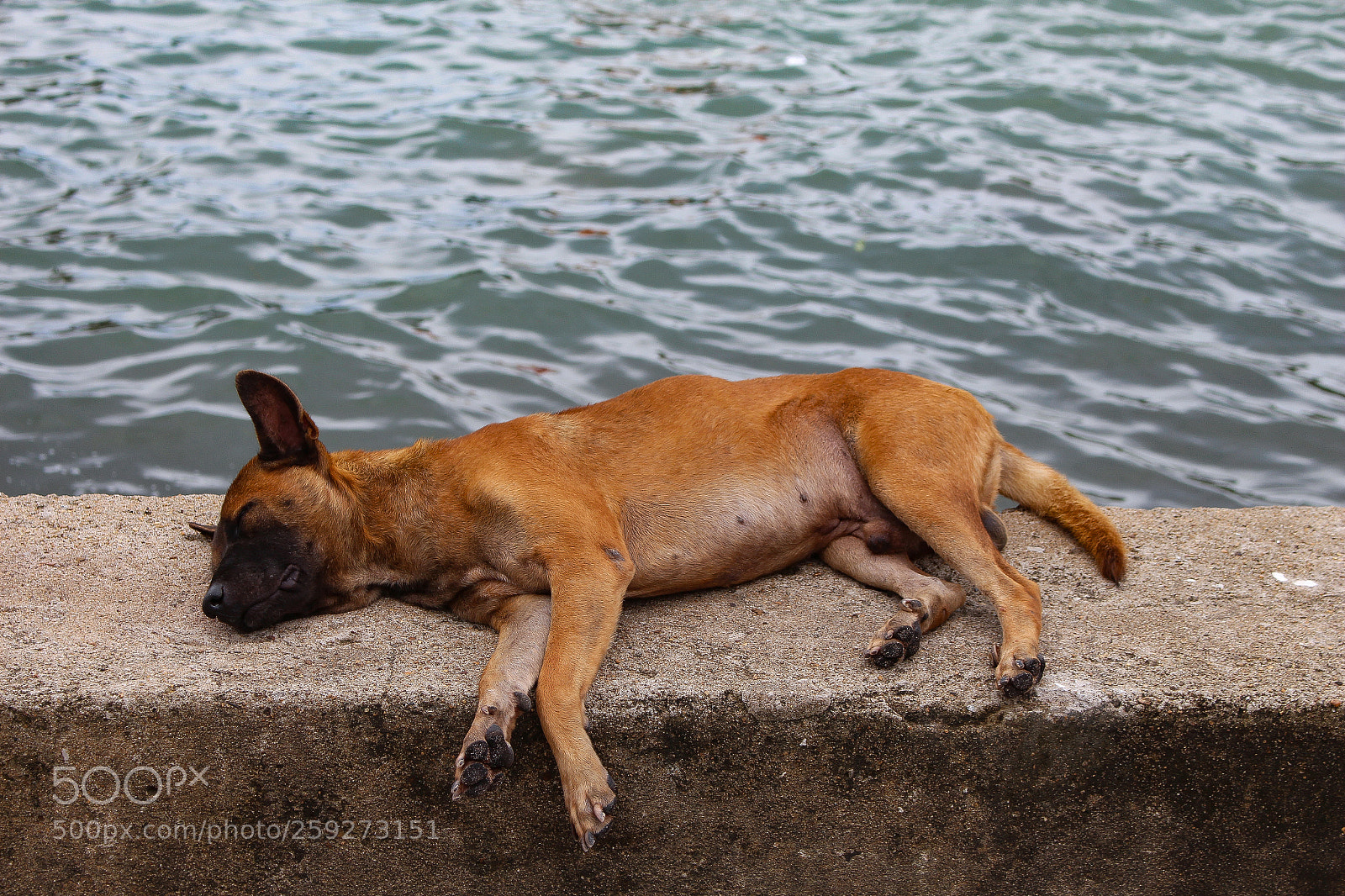 Canon EOS 700D (EOS Rebel T5i / EOS Kiss X7i) sample photo. Dreaming day photography