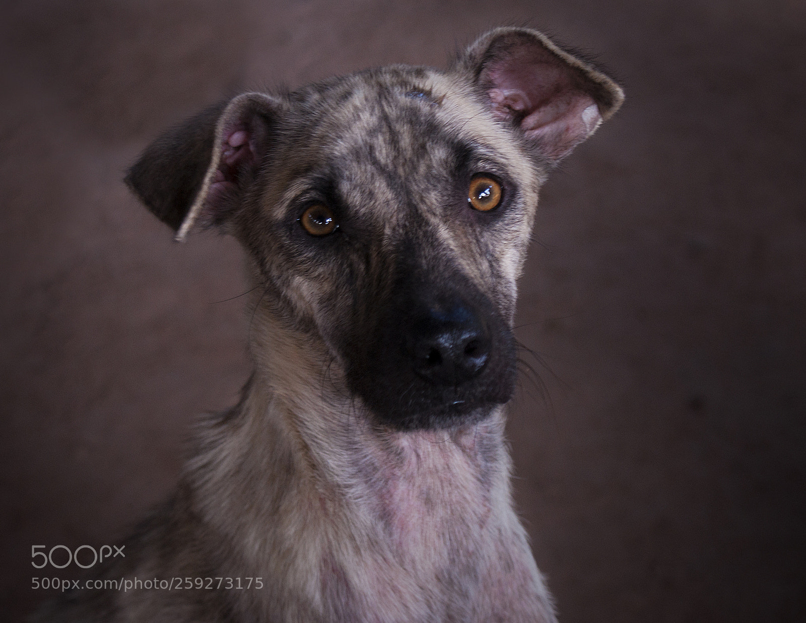 Sony Alpha DSLR-A700 sample photo. Animals dog photography