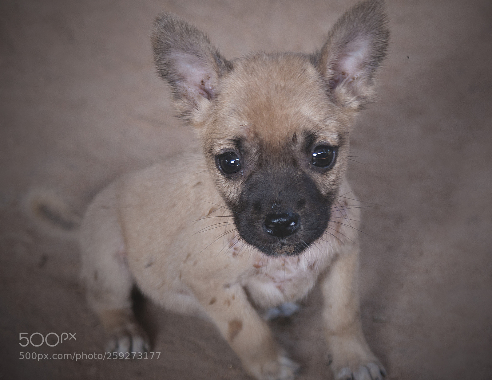 Sony Alpha DSLR-A700 sample photo. Animals dog photography
