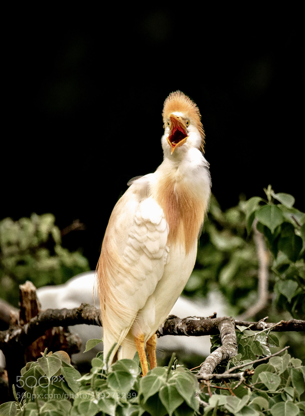 Canon EOS 7D Mark II sample photo. Squawk photography