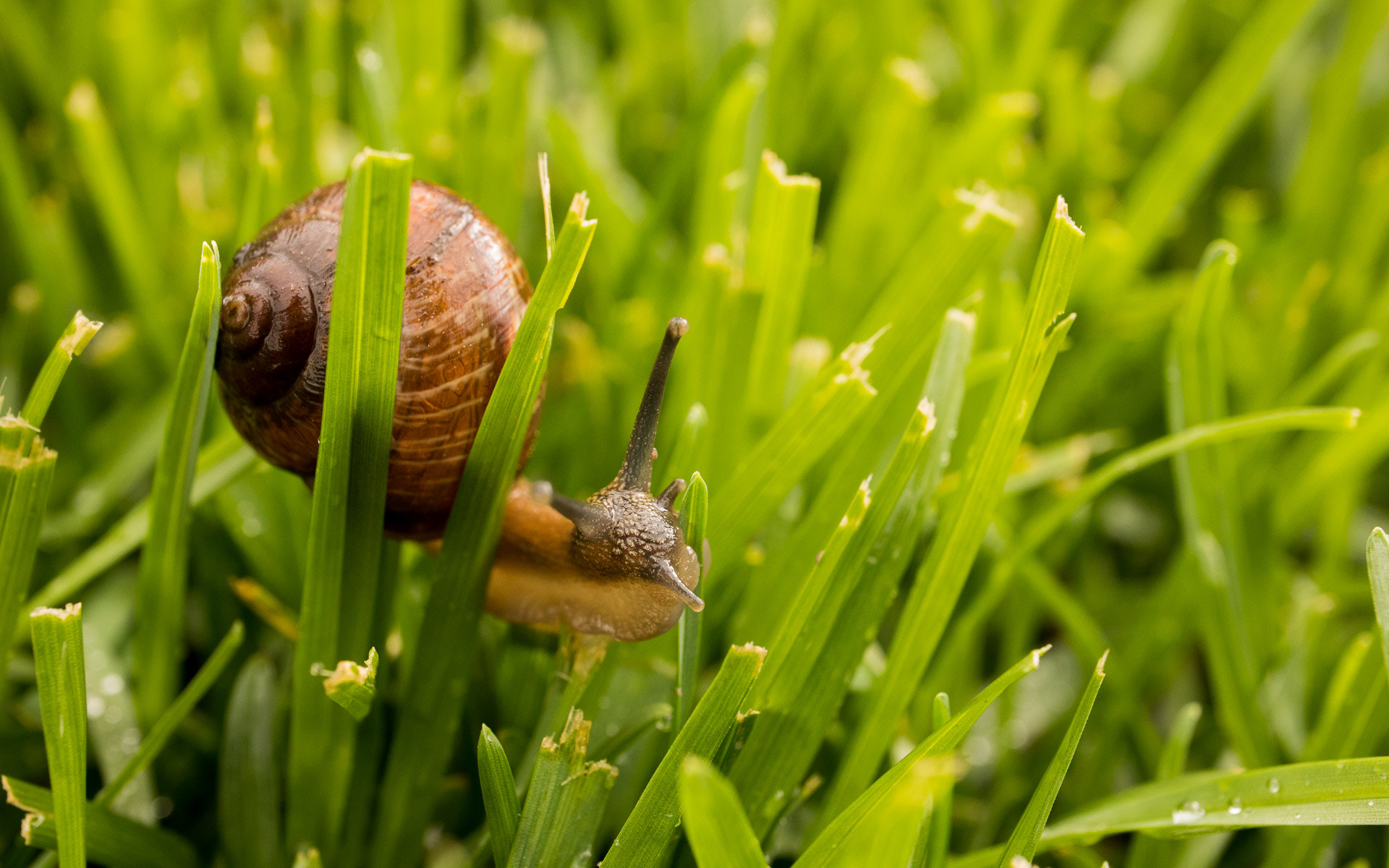 Canon EOS M6 sample photo. Snail in the grass | улитка в траве photography