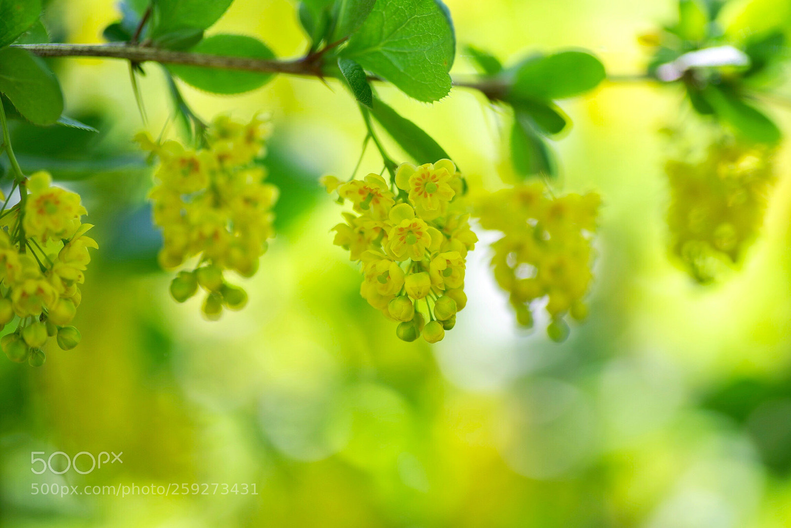 Pentax K-1 sample photo. Berberis photography