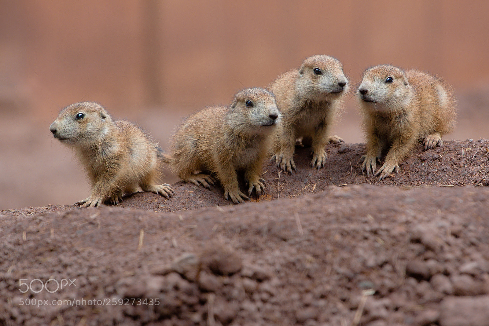 Canon EOS 50D sample photo. Prairie dog marmot children photography