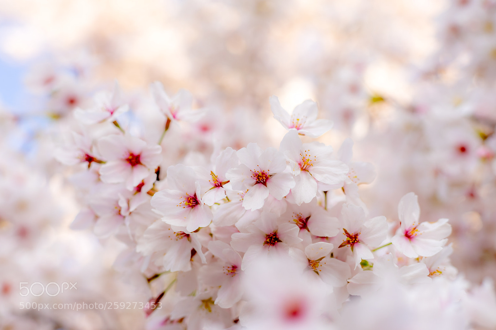 Sony a7 II sample photo. 桜 (cherry blossom) photography