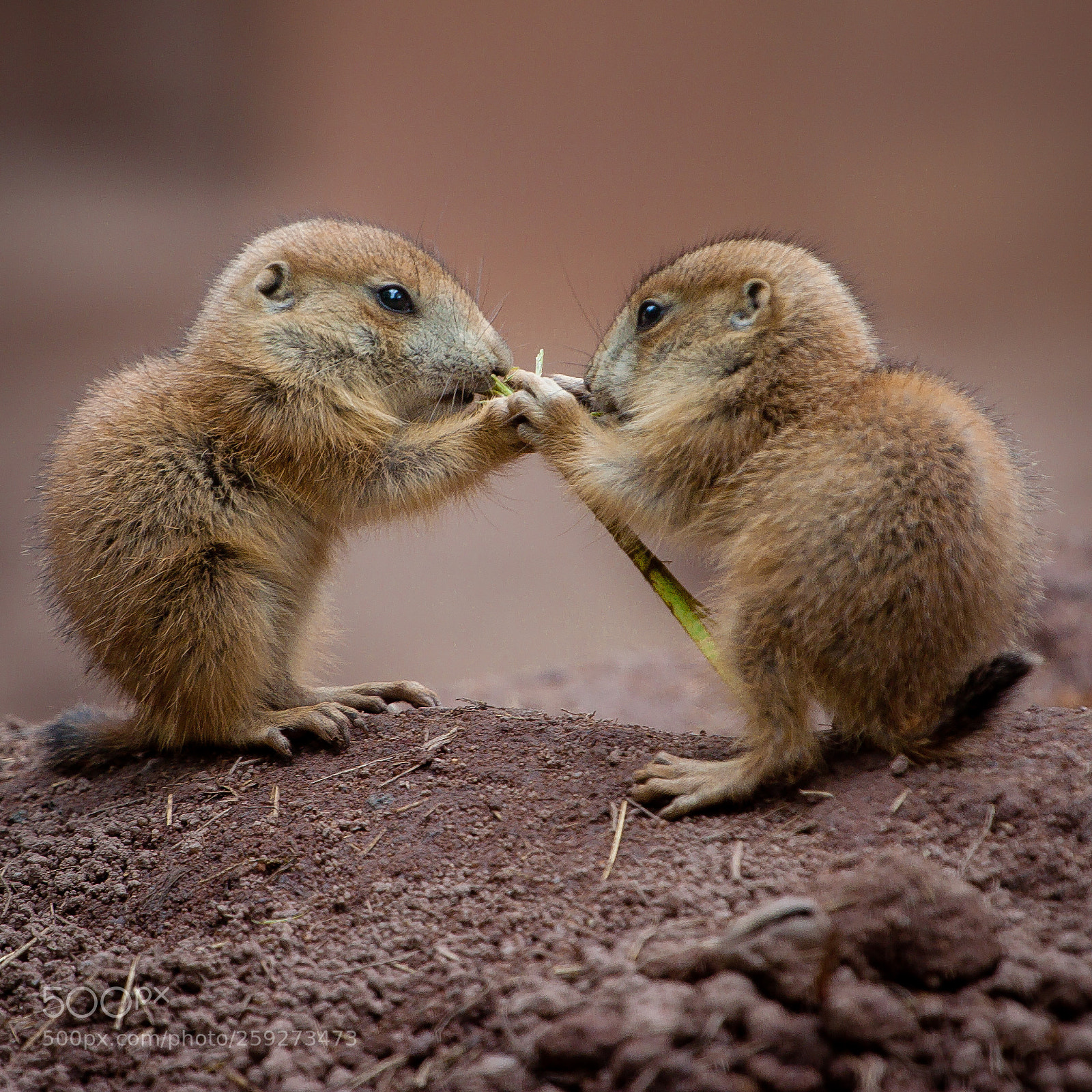 Canon EOS 50D sample photo. Prairie dog marmot children photography