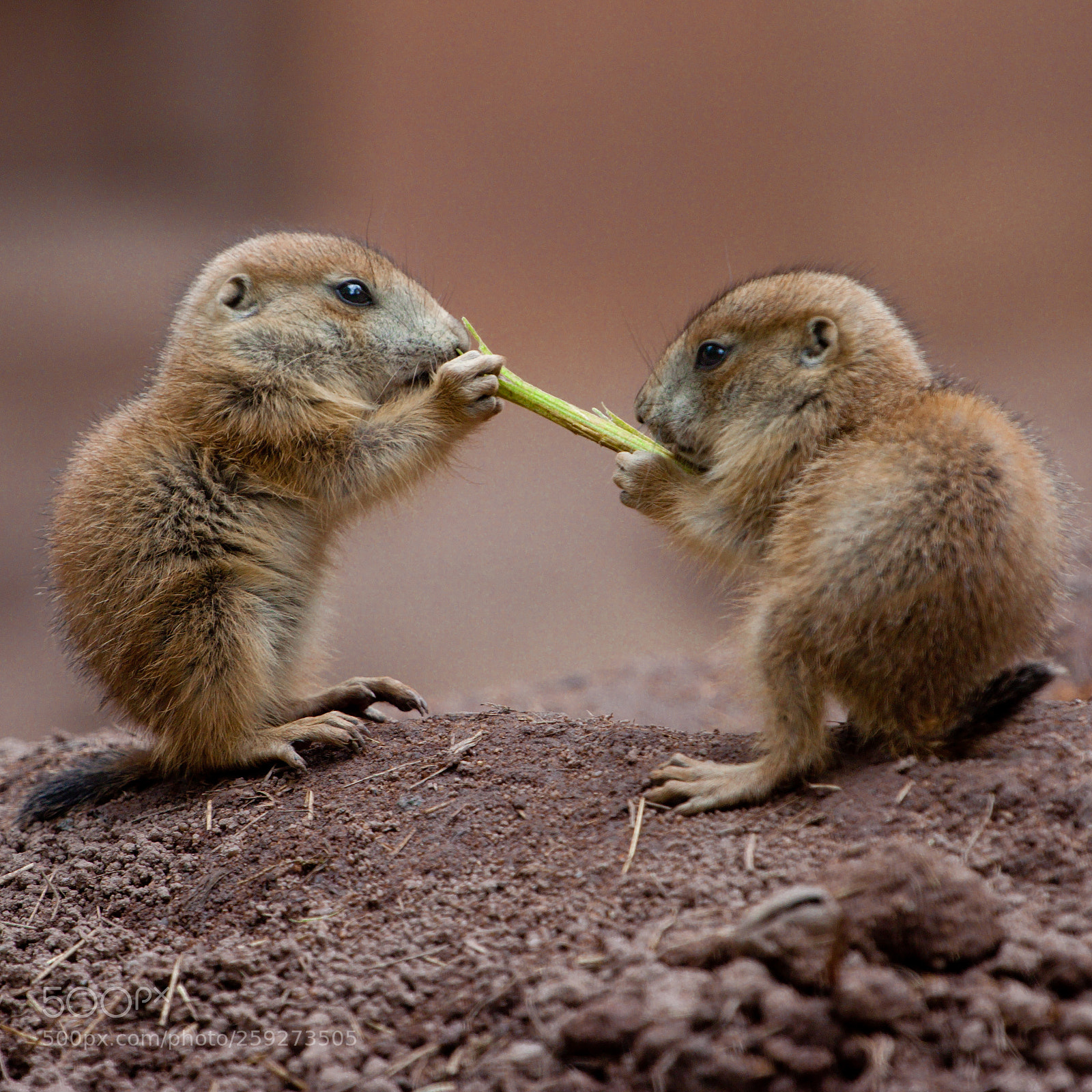 Canon EOS 50D sample photo. Prairie dog marmot children photography