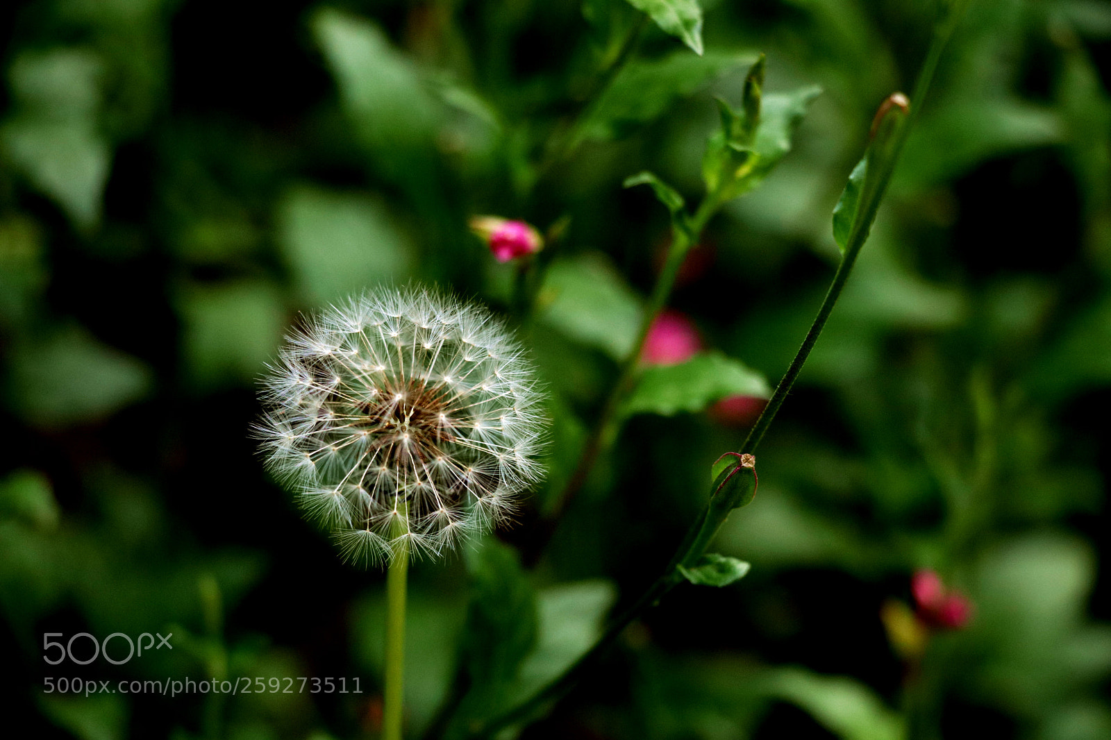 Canon EOS 80D sample photo. The dandelion photography