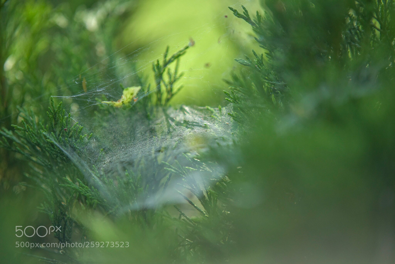 Nikon D810 sample photo. Untitled photography