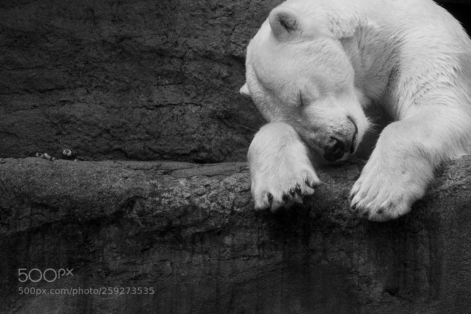 Canon EOS 50D sample photo. Polar bear resting on photography