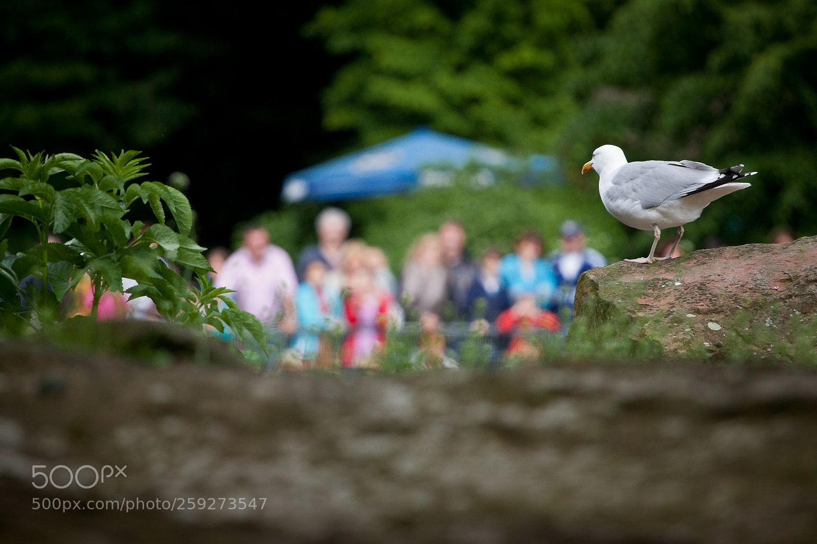 Canon EOS 50D sample photo. Seagull looking at blurred photography