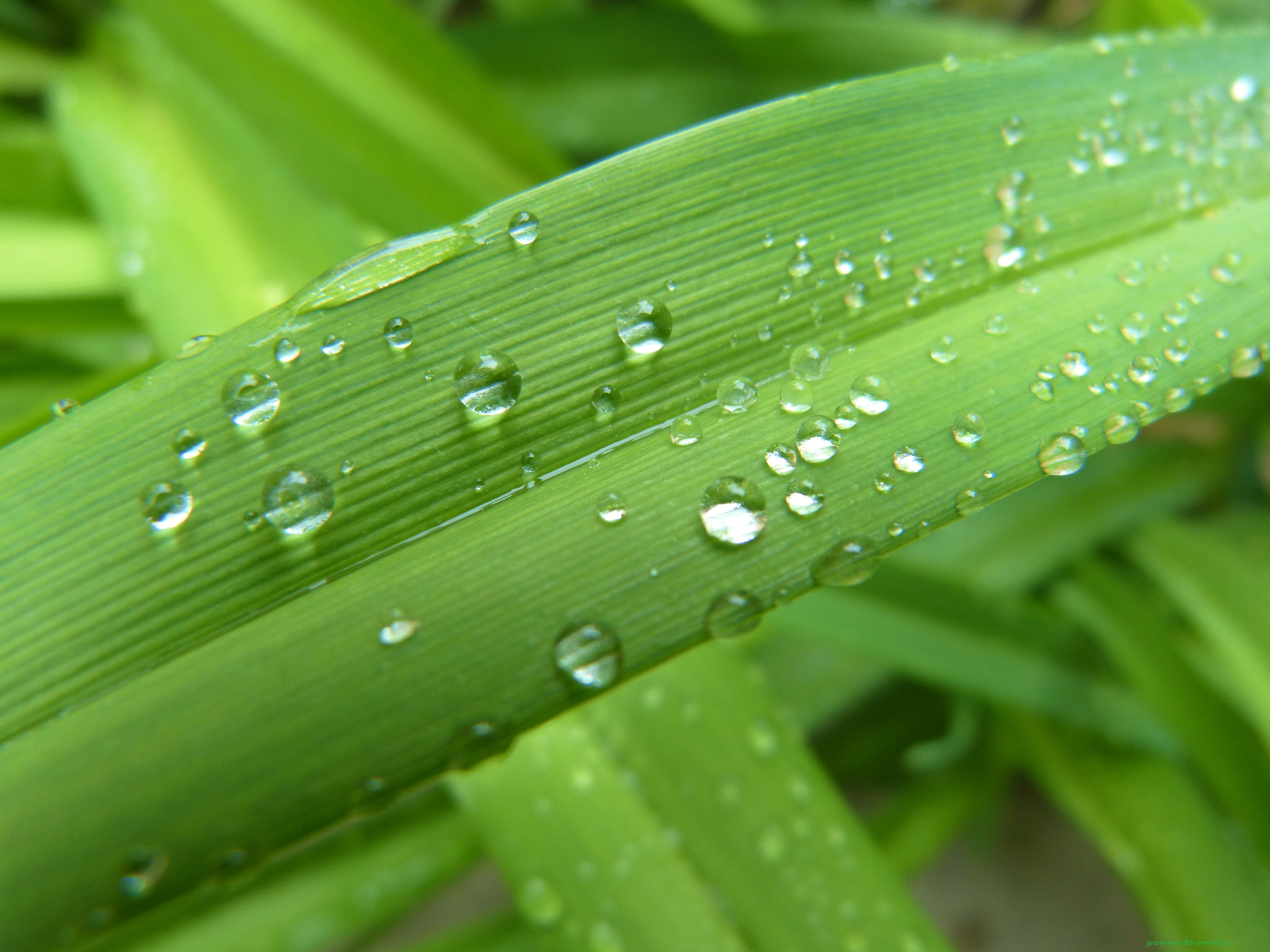 Panasonic Lumix DMC-FZ60 (Lumix DMC-FZ62) sample photo. From the gods of rain photography