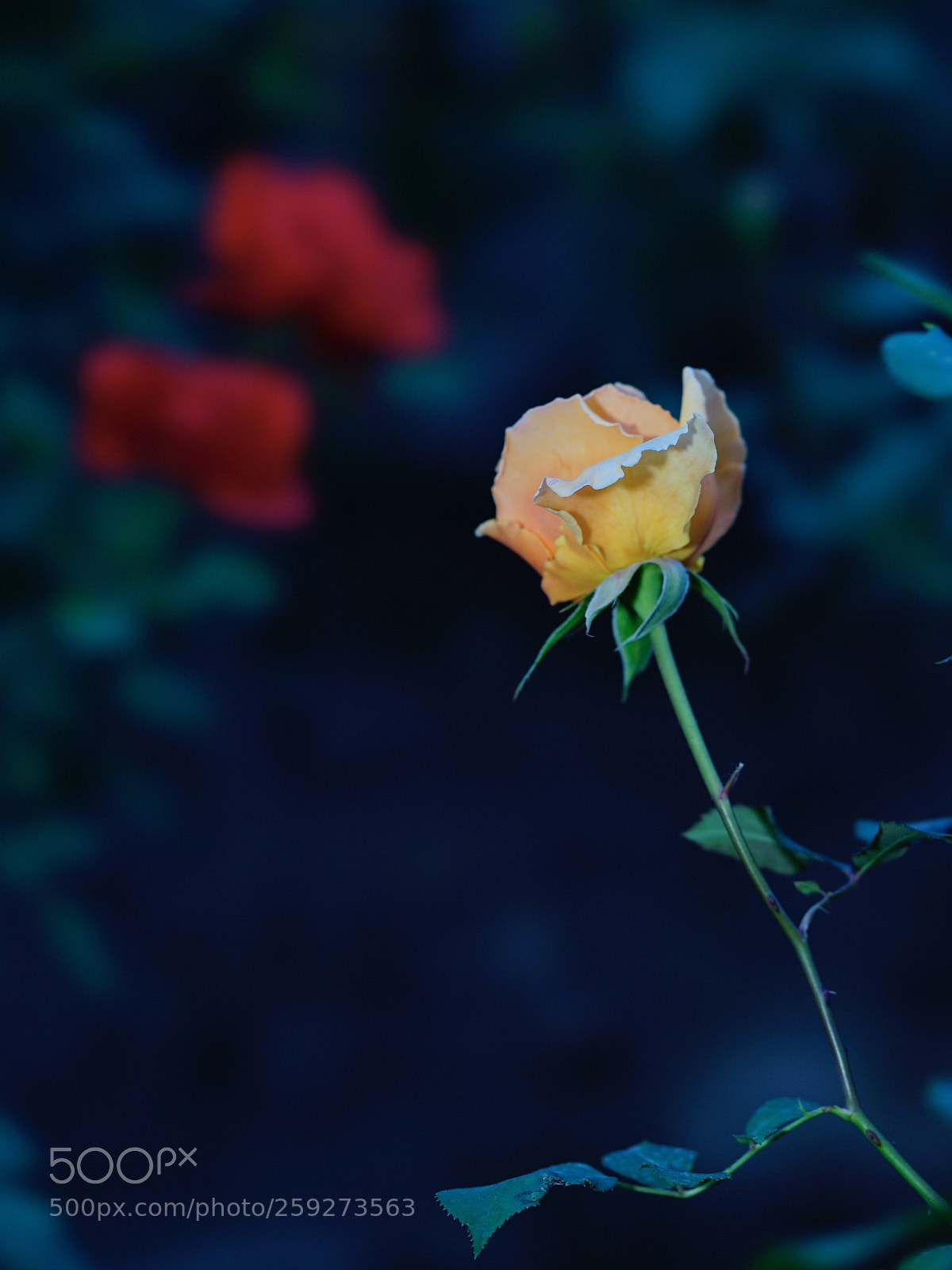 Sony a7 II sample photo. 旁觀者清否？ photography
