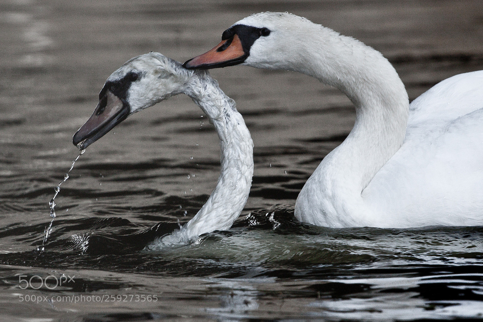 Canon EOS 50D sample photo. Two male swans, during photography