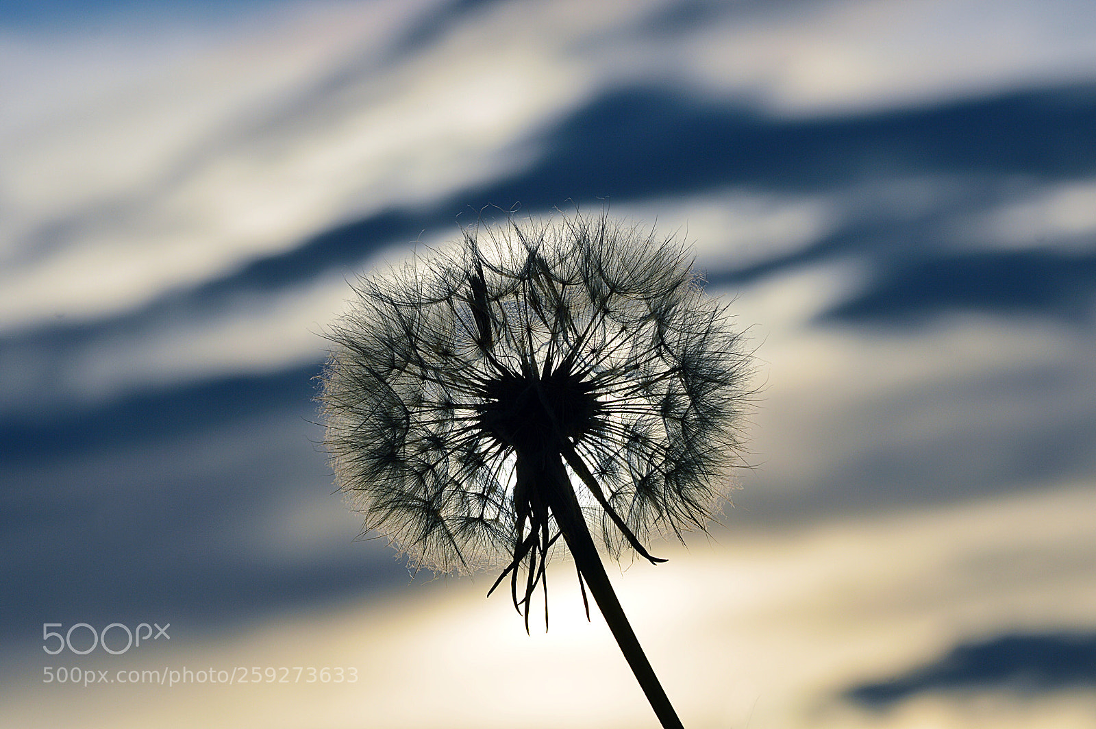 Nikon D3200 sample photo. In blue photography