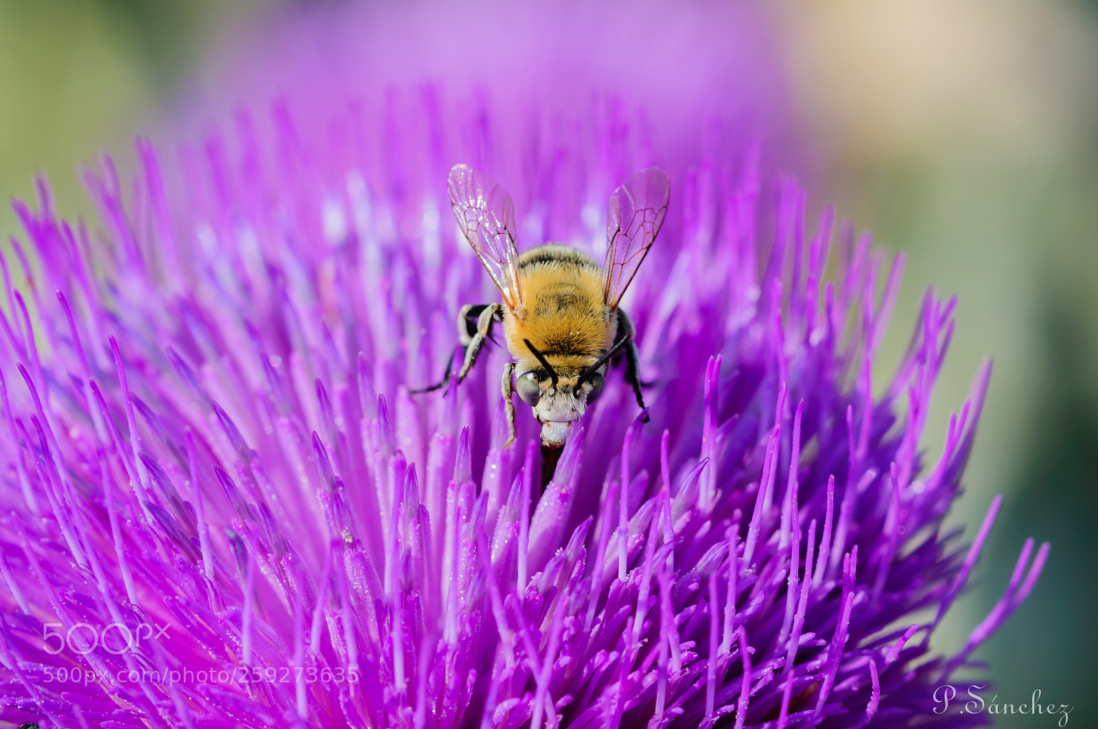 Nikon D90 sample photo. Bee extracting pollen from photography