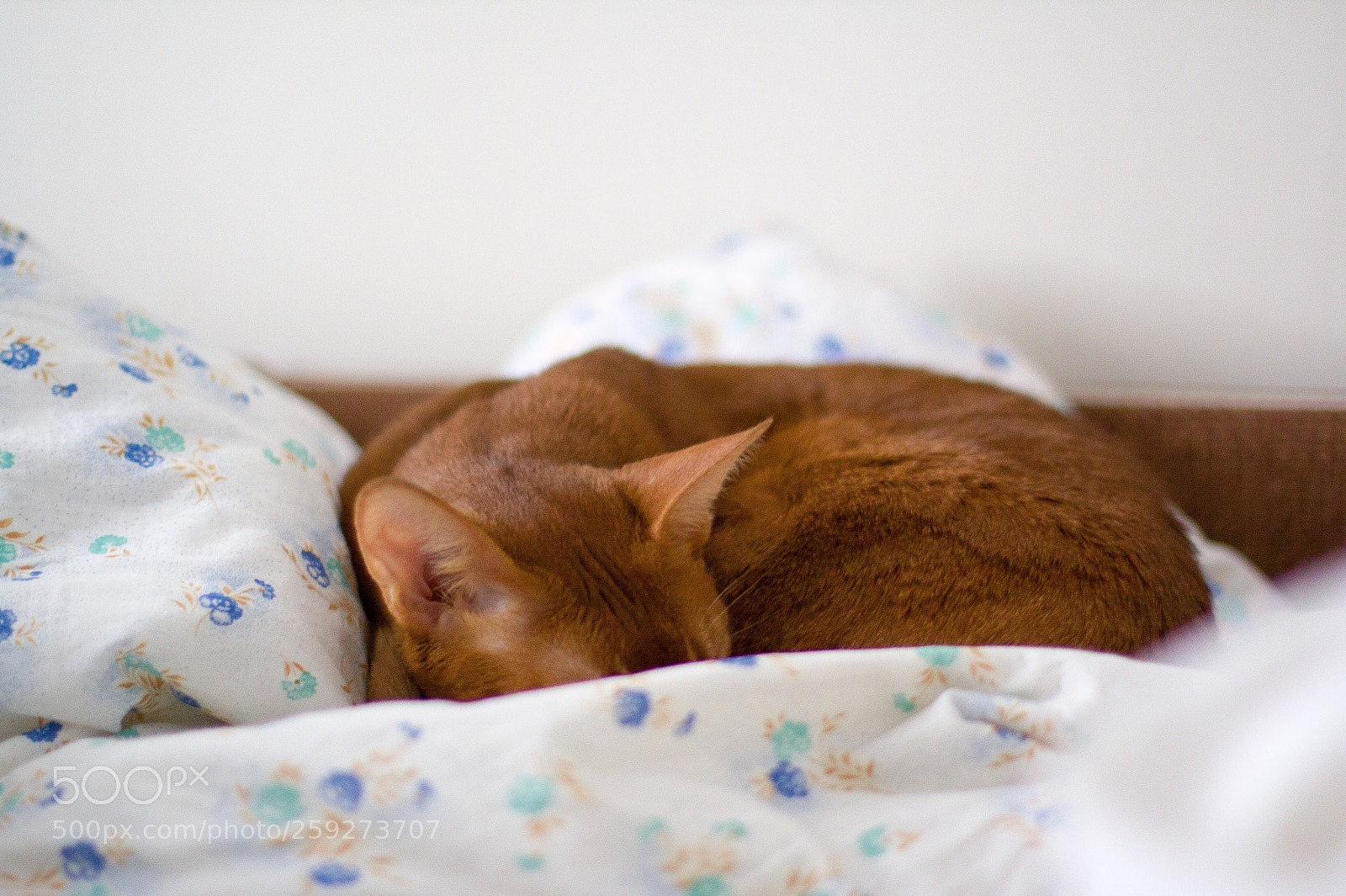 Canon EOS 50D sample photo. Untitled photography