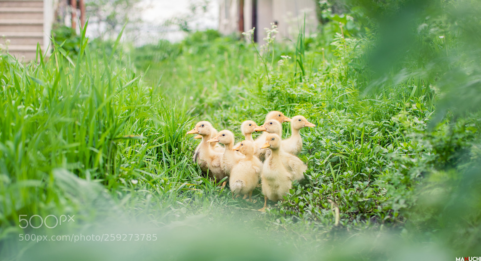 Nikon D5300 sample photo. Duck band photography