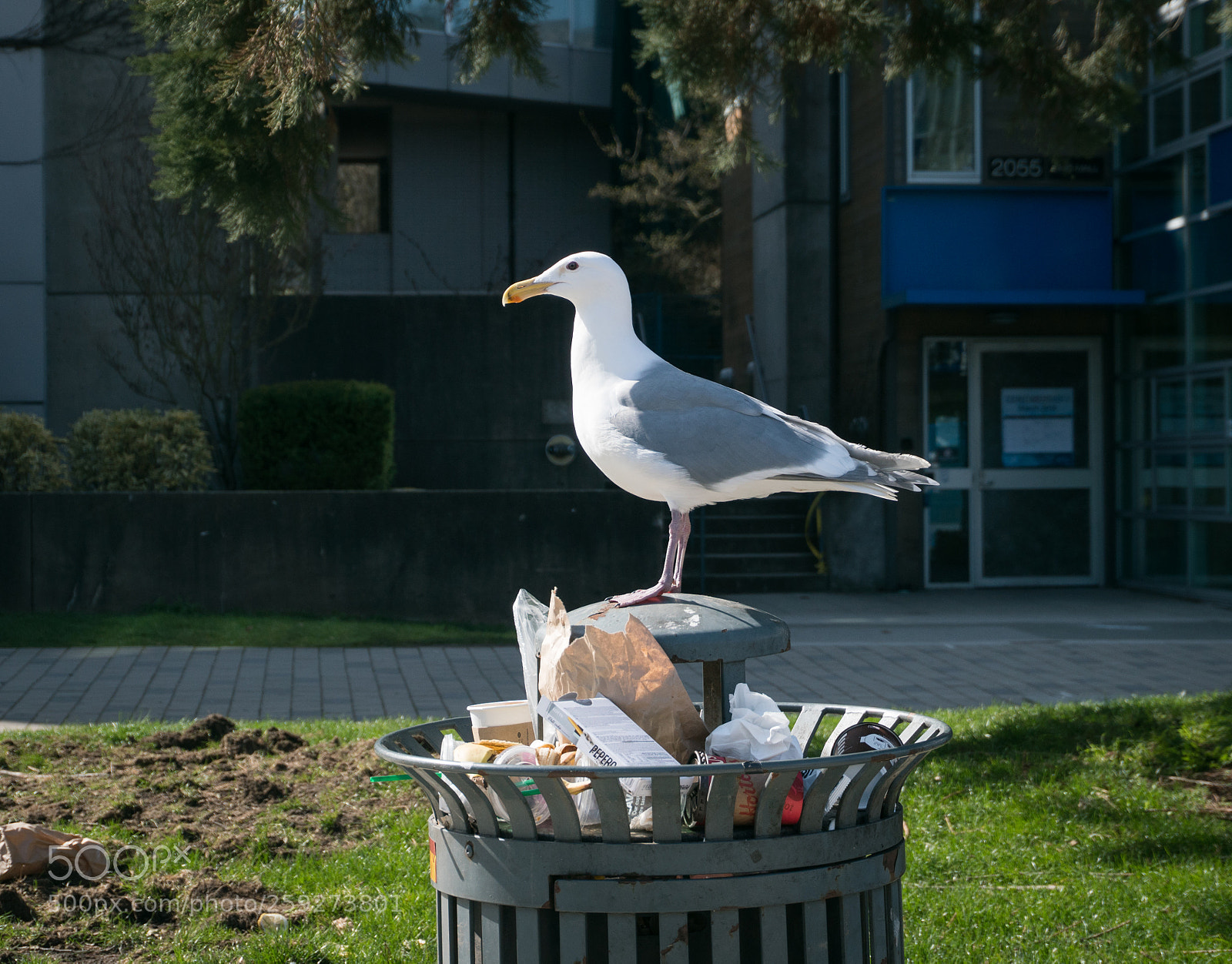 Sony a6300 sample photo. On the trash can photography