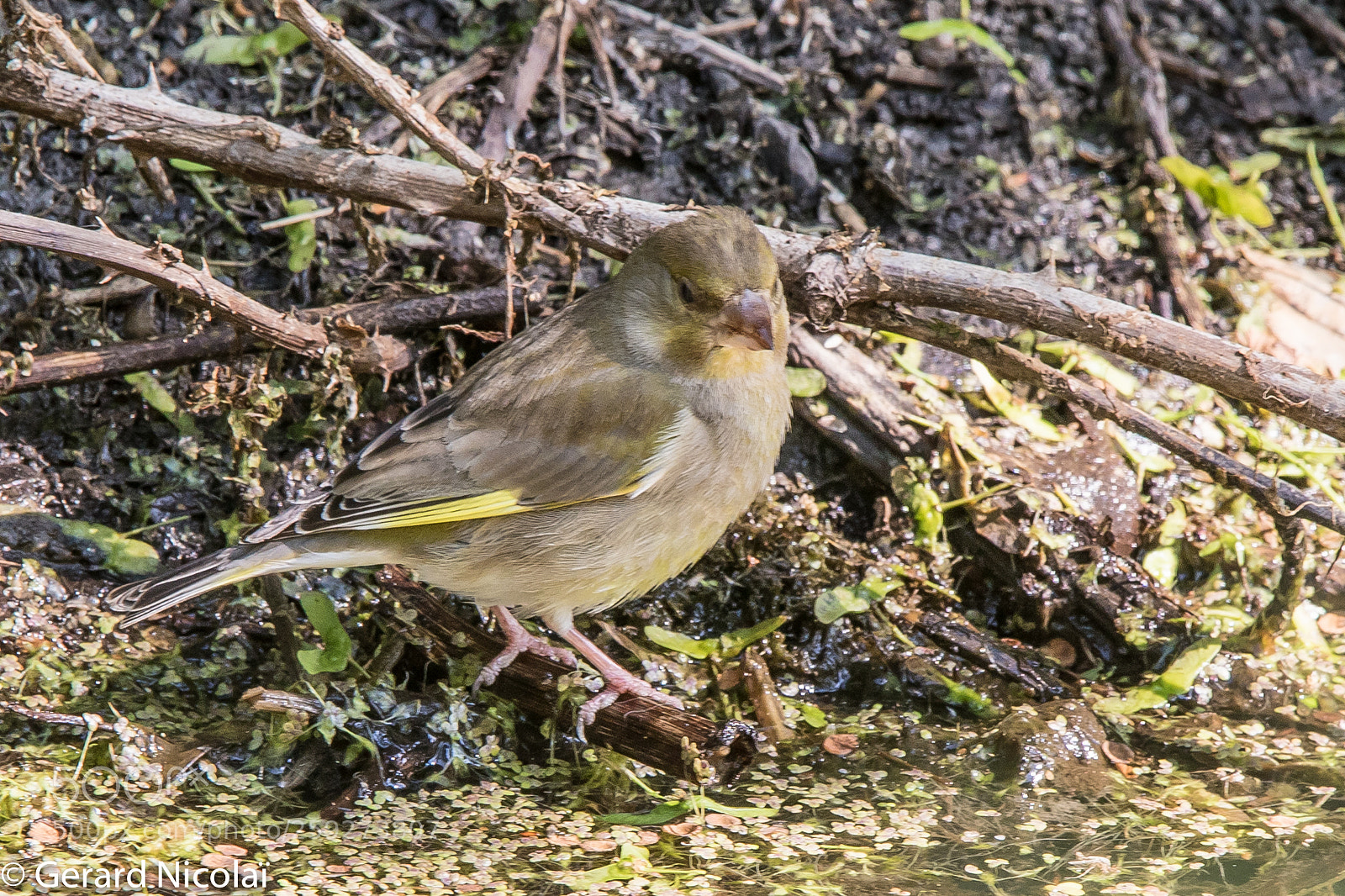 Canon EOS 7D Mark II sample photo. Greenfinch photography