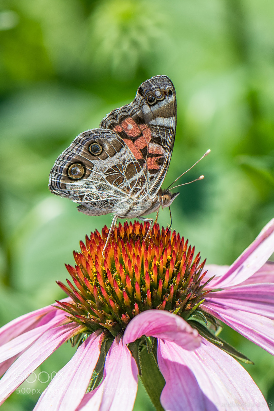 Nikon D850 sample photo. American lady photography