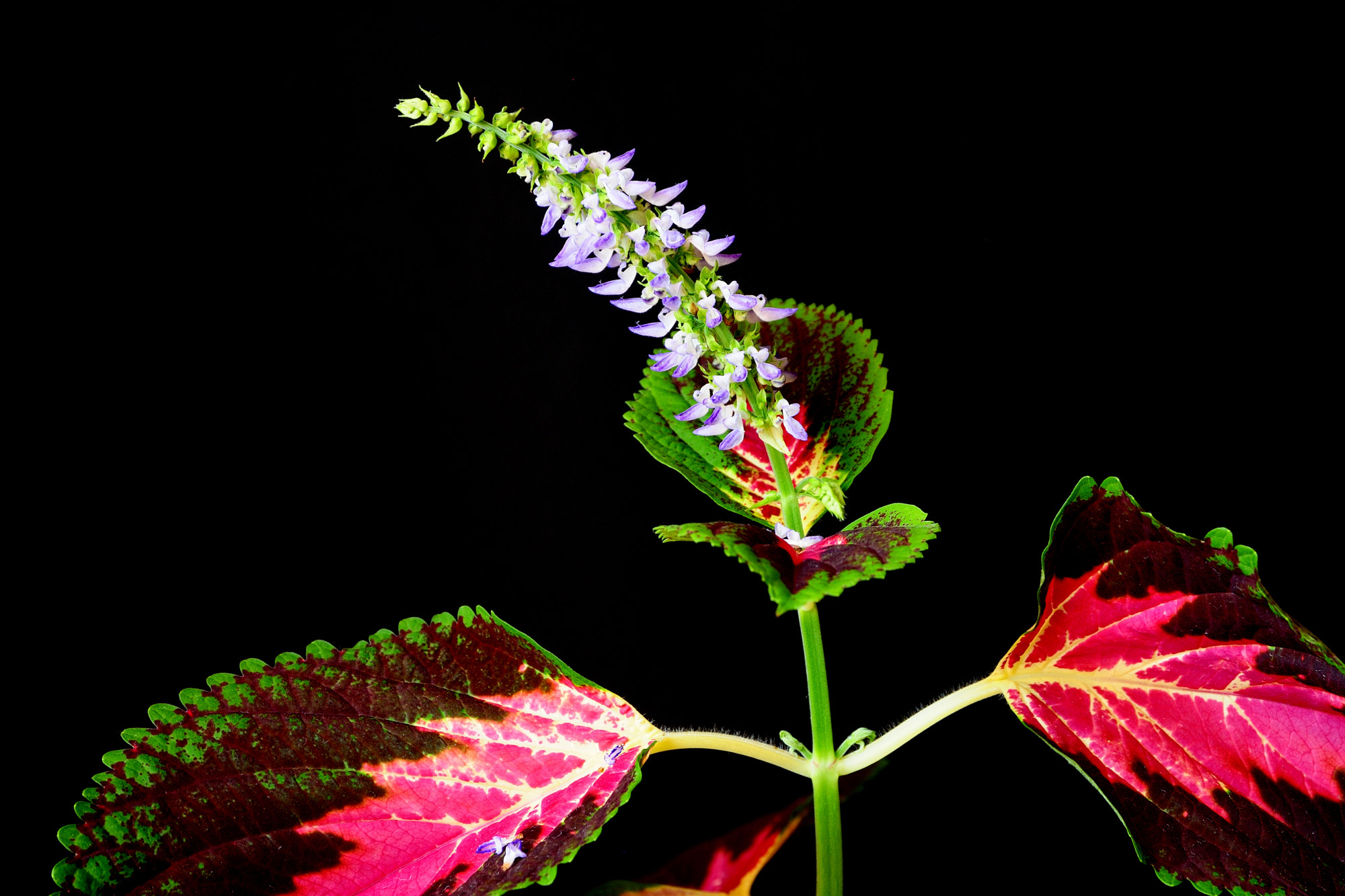 AF Zoom-Nikkor 28-105mm f/3.5-4.5D IF sample photo. La flor del cóleo photography