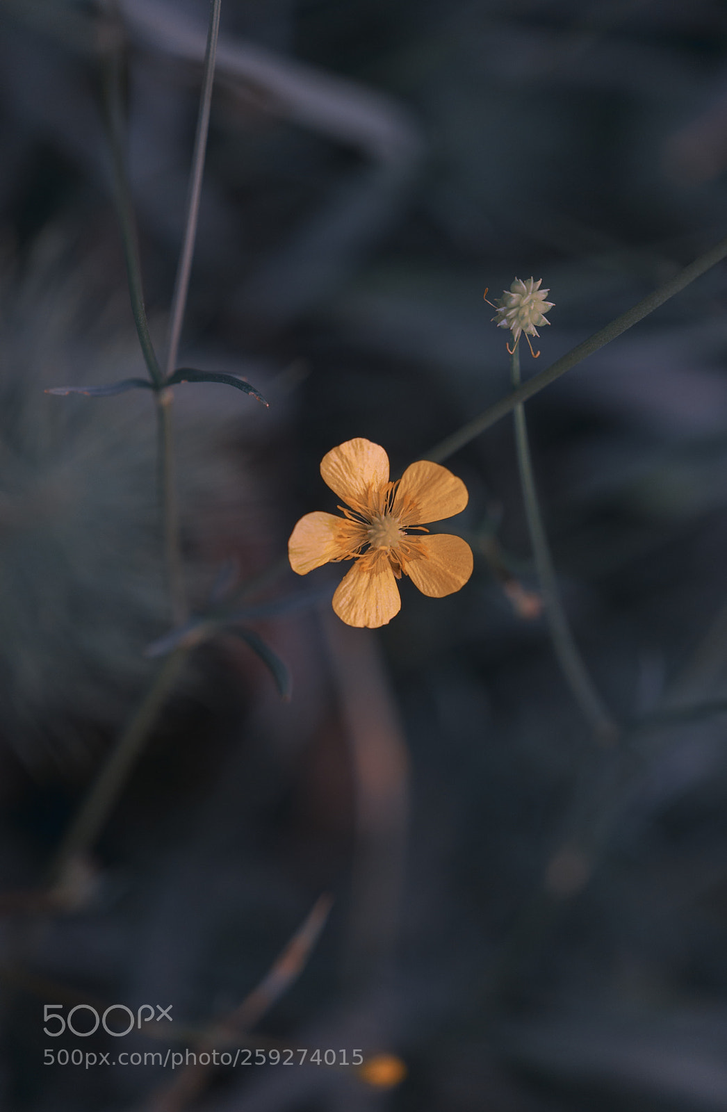 Nikon D610 sample photo. Little flower photography