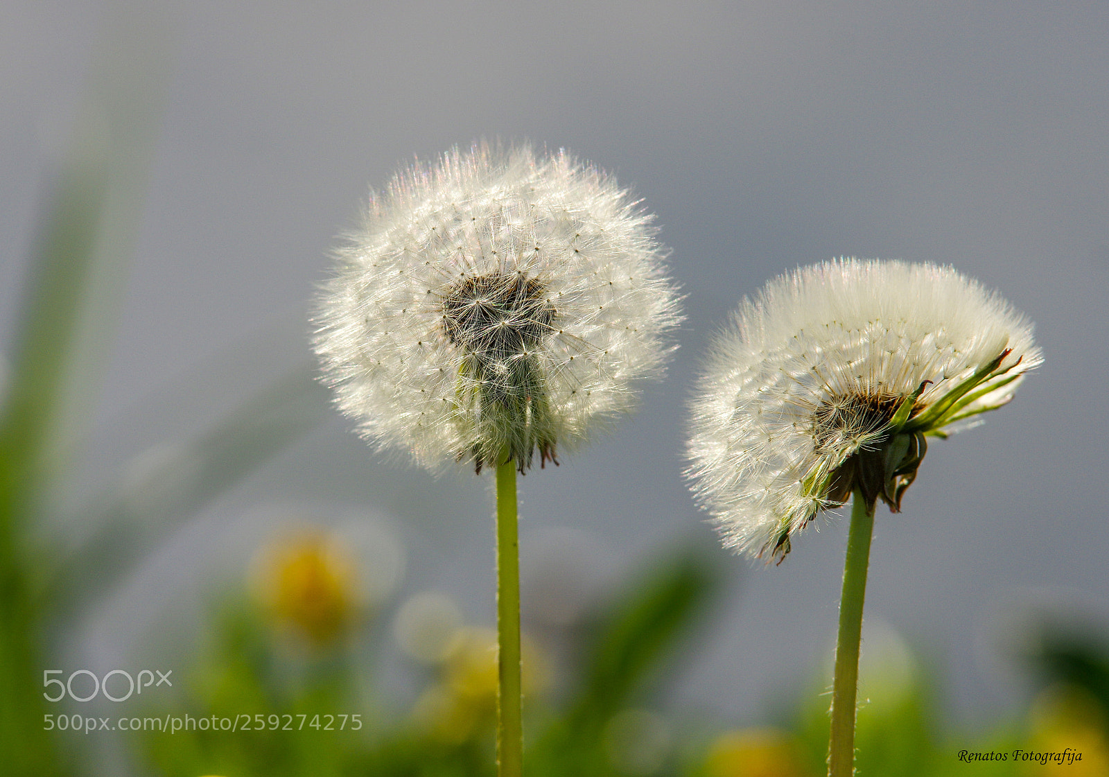 Pentax K-3 sample photo. Milky fluff photography