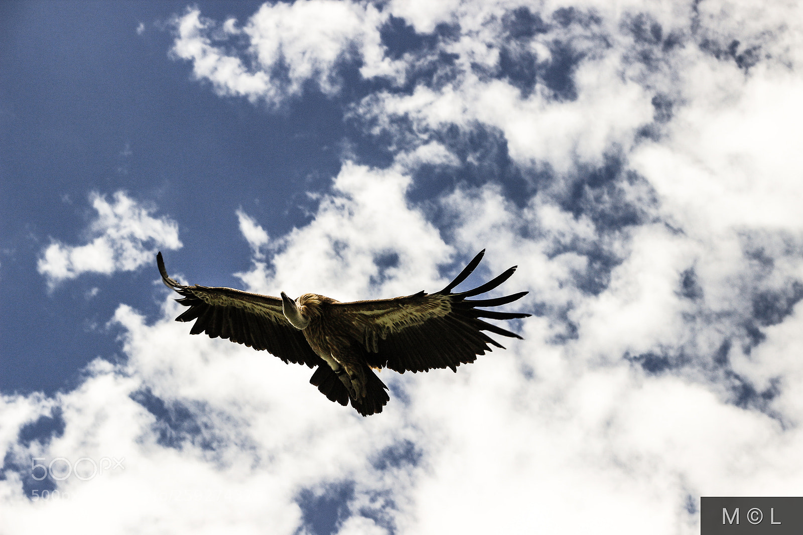 Canon EOS 600D (Rebel EOS T3i / EOS Kiss X5) sample photo. I wanna fly away... photography